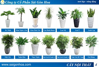 Dịch vụ cây lâm nghiệp, Cây lục hóa, cây cảnh